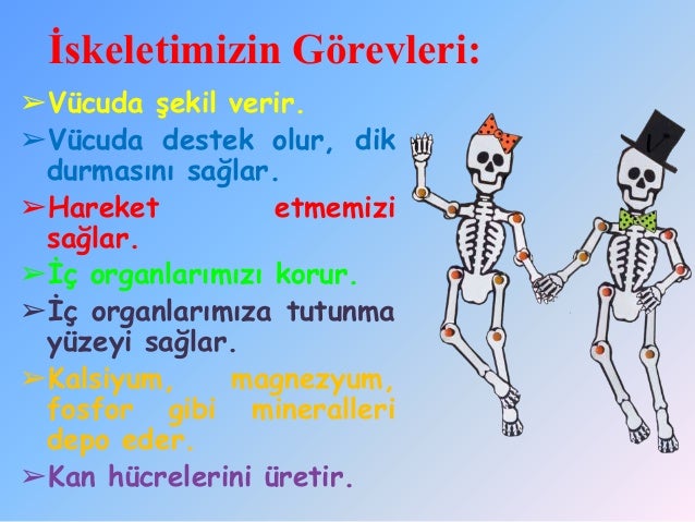 İskelet Sistemi ve Görevleri İskelet Sistemi ve Görevleri
